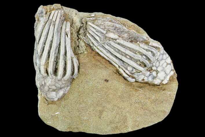 Two Fossil Crinoids (Macrocrinus)- Crawfordsville, Indiana #110565